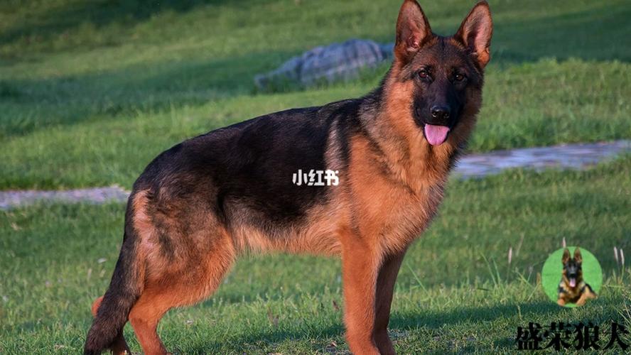 德国牧羊犬 狼王杜克斯血脉 非常漂亮的母犬_牧羊犬_狗狗_色素沉淀