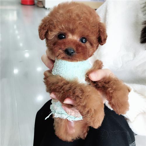 名士宠物深圳红泰迪贵宾犬幼犬纯种茶杯犬小体狗长不大活体小狗