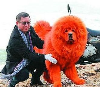 纯红藏獒