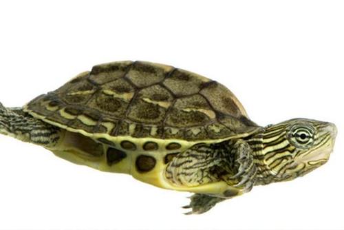 常见的宠物龟品种,图文兼备,教你如何快速认识乌龟