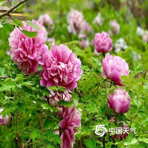 甘肃临夏牡丹花盛开吸引游人来