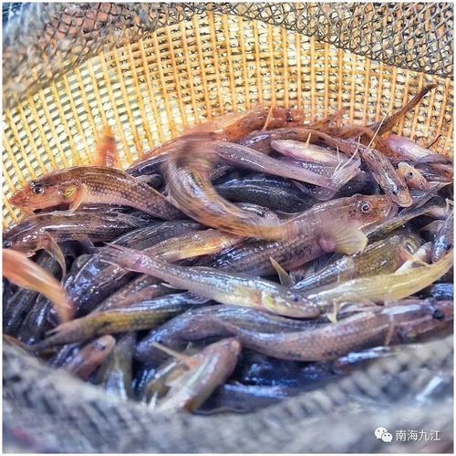 西江河鲜集市 ◆九江外滩湿地公园