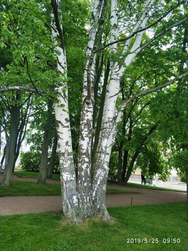 这是去年在俄罗斯夏宫花园波罗的海边的一棵高大的桦树,树干上的花纹
