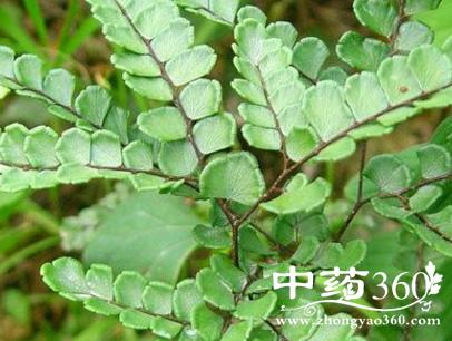 黑骨蕨_黑骨蕨的功效|功能主治