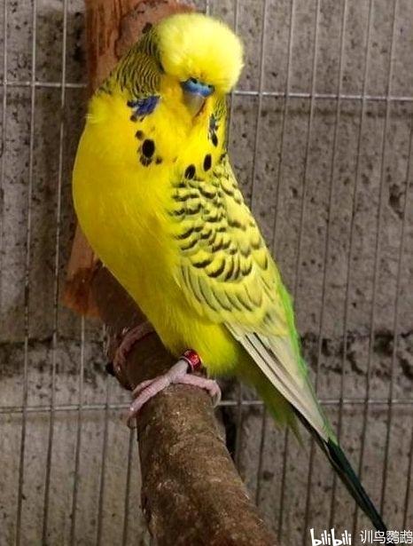 最新最全虎皮鹦鹉品种介绍