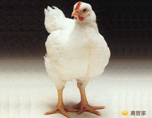 aa肉鸡是什么品种,aa肉鸡介绍,图片