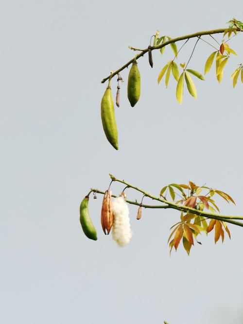吉贝(木棉花)