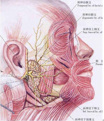 面神经应用解剖