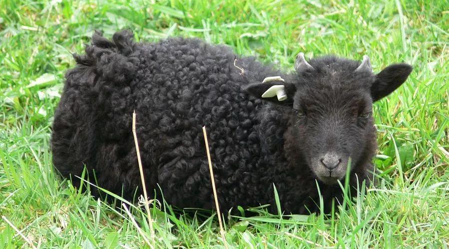 black sheep到底是黑色的绵羊还是害群之马?