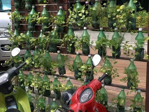 家里剩下的塑料瓶都用来种花种菜,养出垂直空中花园