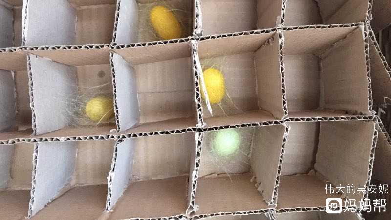 蚕终于开始结茧了.