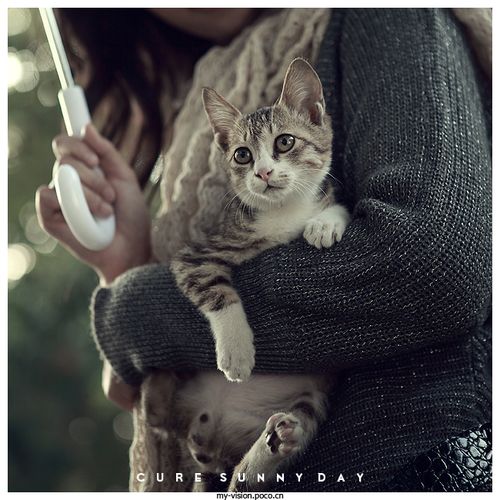 标题:《cure sunny day》