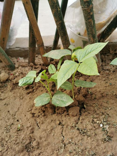 豆角的生长过程