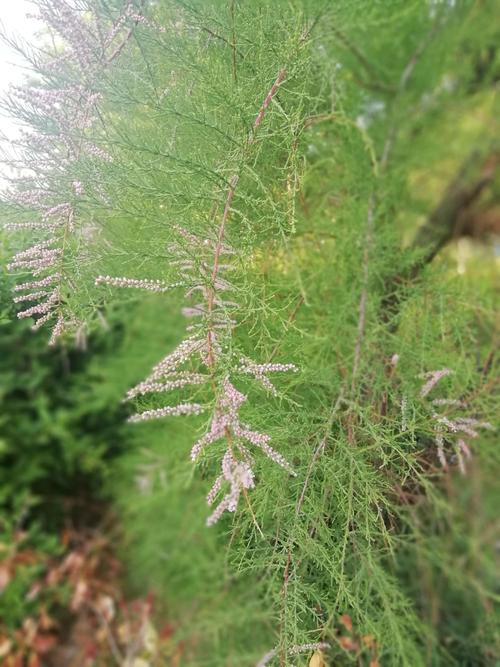 沙柳,一种能在盐碱地和沙漠里生长的顽强植物.