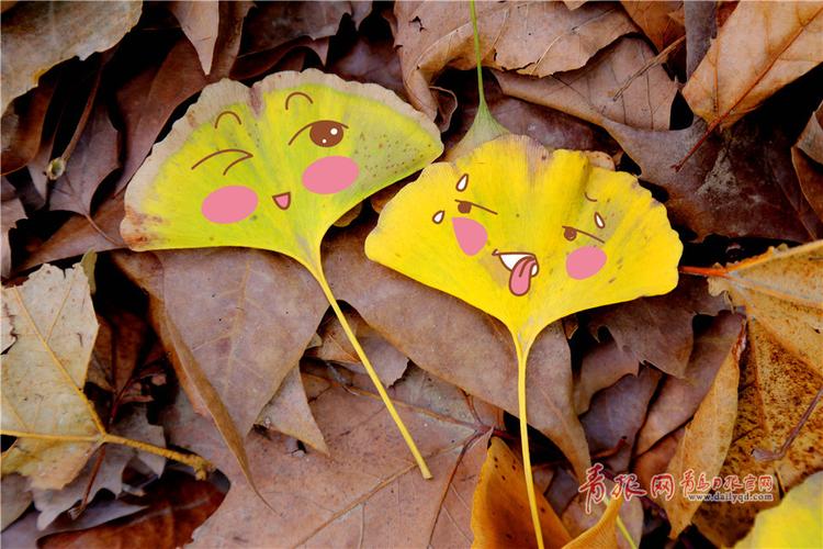 银杏叶也会卖萌!这组超q的表情包你一定要收下!