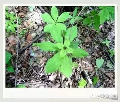 【中国观鸟】观鸟游记--黑龙江中西部博物探索之旅1:大青山
