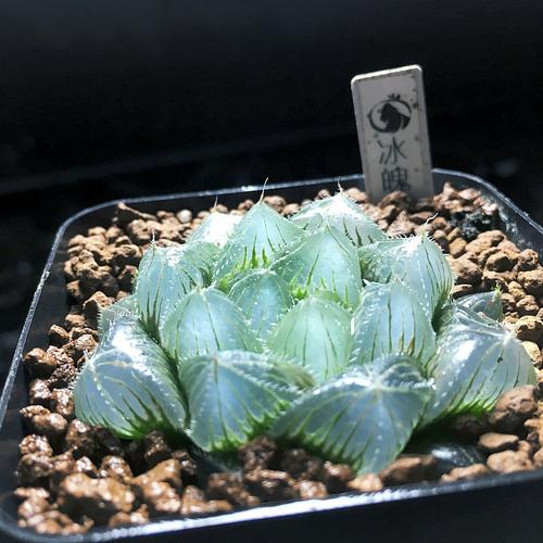 冰魄玉露大颗多肉窗透亮多肉植物 超萌多肉 植物多新款肉植物多肉