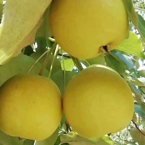 兰州软儿梨甘肃大庙香水梨化心梨香梨非东北冻梨新鲜水果6斤包邮