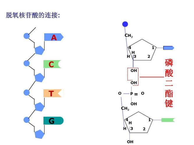 上课用,强烈推荐 脱氧核苷酸的连接: a c ch2 4 1 2 h h 3 oh oh t g