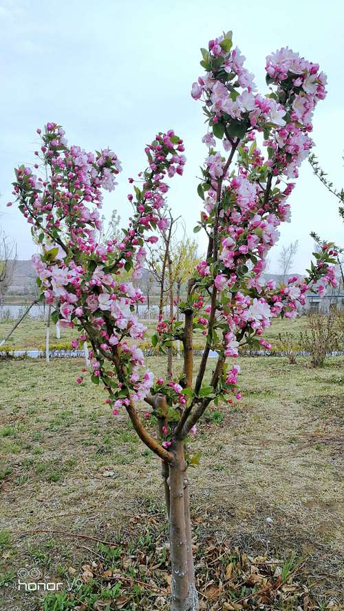 国色天香的西府海棠花