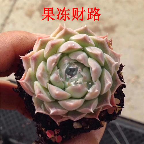 多肉植物大棚直销精品多肉原始灵影 果冻财路3-5cm状态一流裸根发