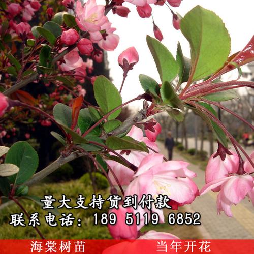 海棠苗盆栽日本海棠