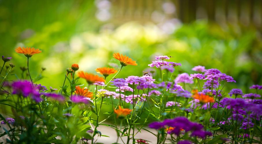 五彩花丛中忙碌的蜜蜂