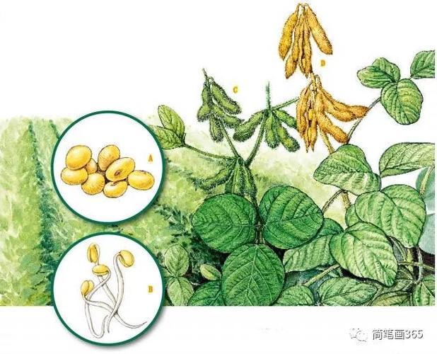 植物标本-呼和浩特达尔文博物教学,呼和浩特幼儿益智 博物手绘