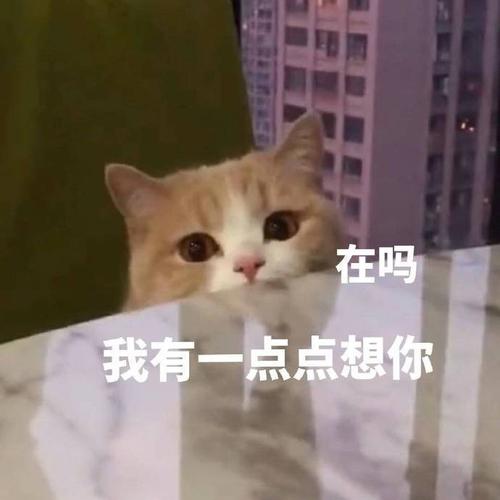 萌宠表情包:小哥哥,想要你抱着睡!