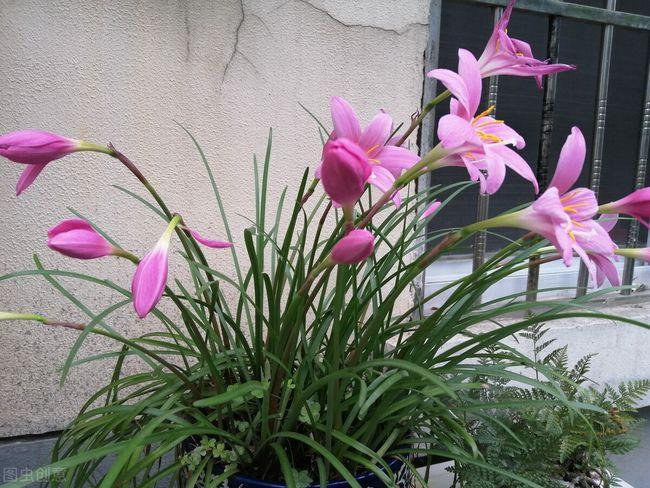 50种常见的园林花卉,图文结合,看你认识多少?学点植物