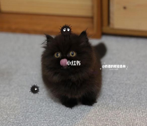 黑猫|拿破仑纯黑|米努特|矮脚猫