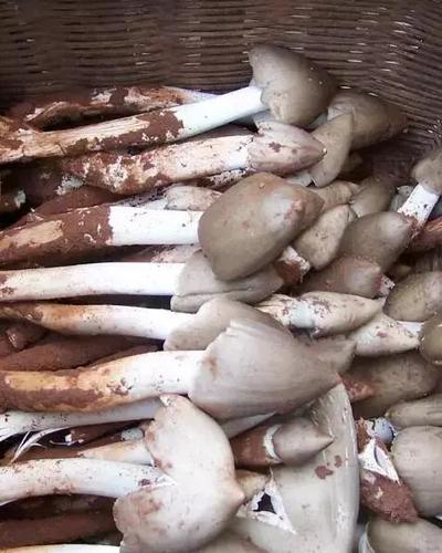 羊肚菌 鸡枞 老少皆宜的鸡枞,味鲜甜可口,肉质细腻, 生长于松树林下