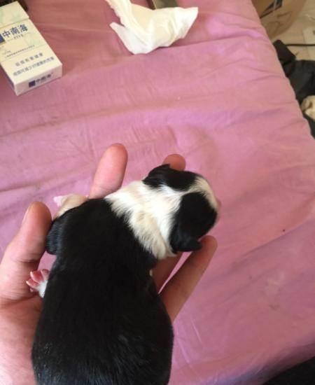 奔跑立耳的是狗爸,先已经出生9只幼犬公母均有,价格2000到5000不等,品