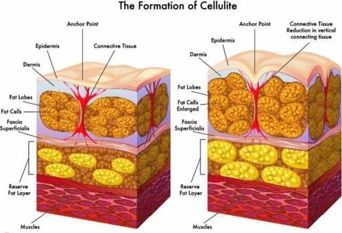 脂肪的主要作用