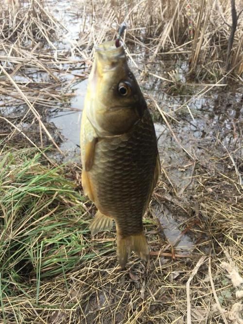 老钓友分享野钓鲫鱼攻略,此文请钓友收藏,对提升渔获