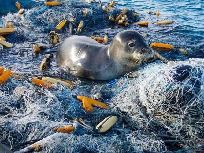 蛟龙号带回海洋生物检出微塑料海洋污染远比你想的严重