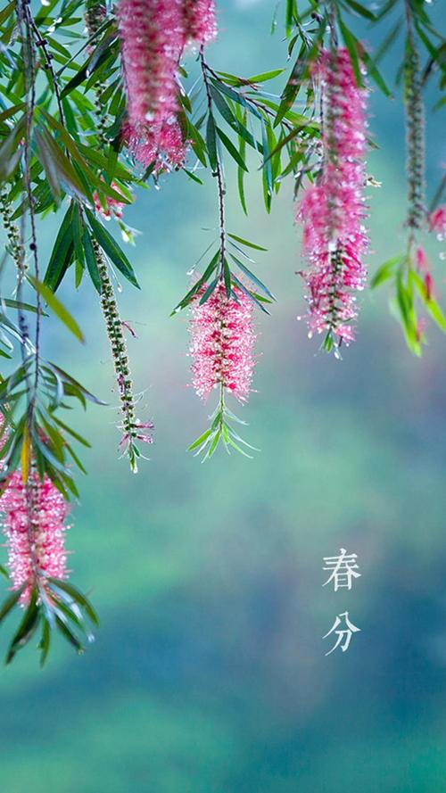 春分到风光俏