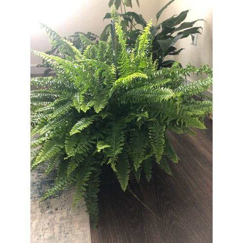 波士顿蕨 |boston fern