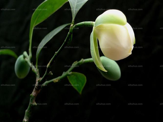 夜合花图片_夏季的夜合花图片大全 - 花卉网