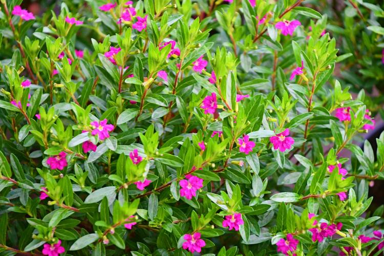 千屈菜科萼距花,原创拍摄