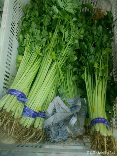 「科普知识汇」芹菜的品种分类