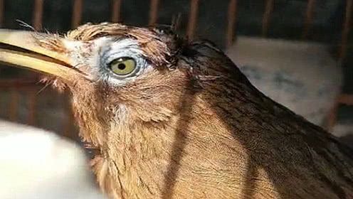 画眉:一只没有"眉花"的画眉鸟,犹如没有肩花的"元帅"一般