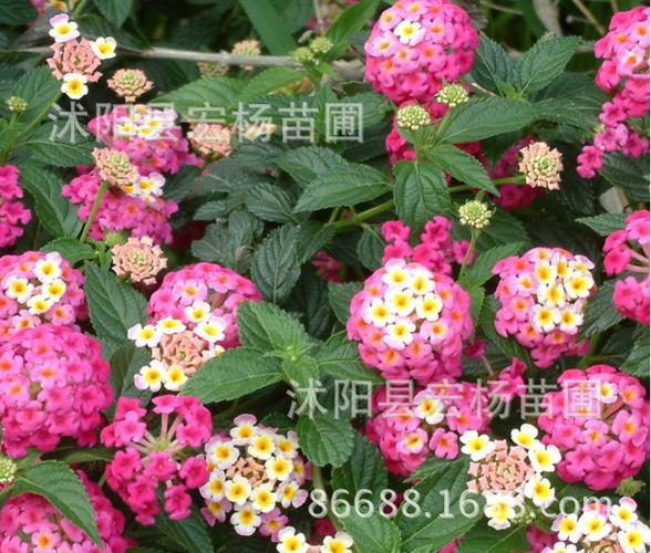 五色梅种子新采种子 马缨丹种子 山大丹 大红绣球 珊瑚球种子