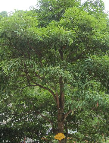 黄心树的树干形态