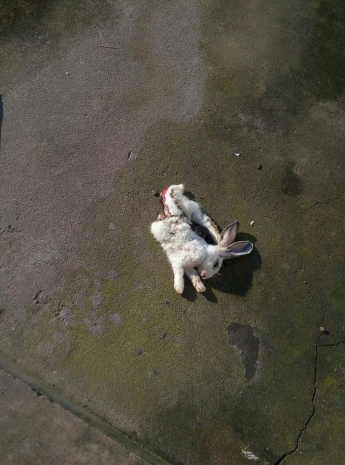 大清早的发先门口一只死兔子,怎么办?死因:初步判断我们家狗狗咬死的.