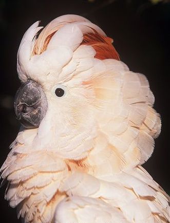 target="_blank" href="/item/凤头鹦鹉科">凤头鹦鹉科 /a>的 a