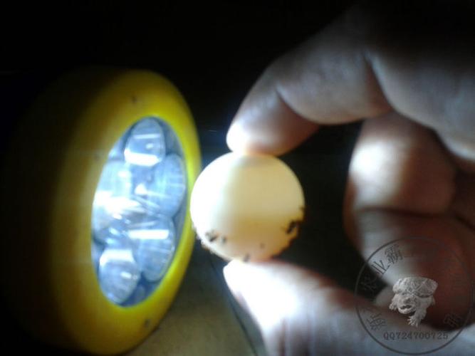 进入孵化期,预计倒计时80天.受精率百分百