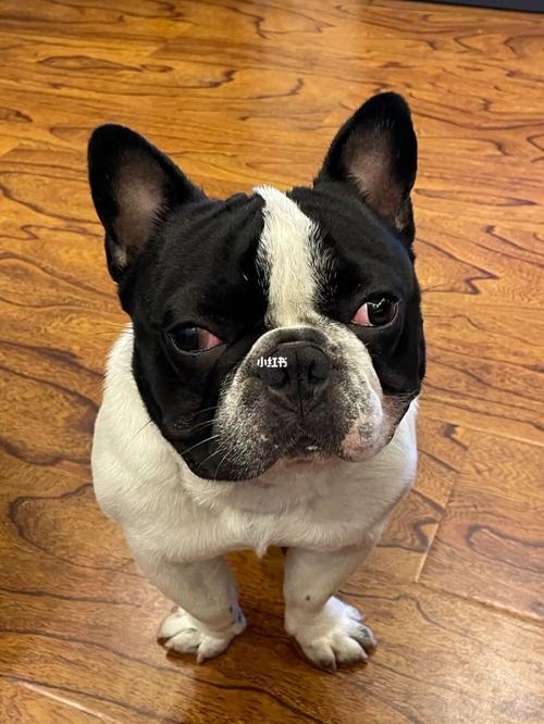 法斗|总是很喜欢分享自己狗狗的各种照片_狗狗_法斗_手机_狗狗日常