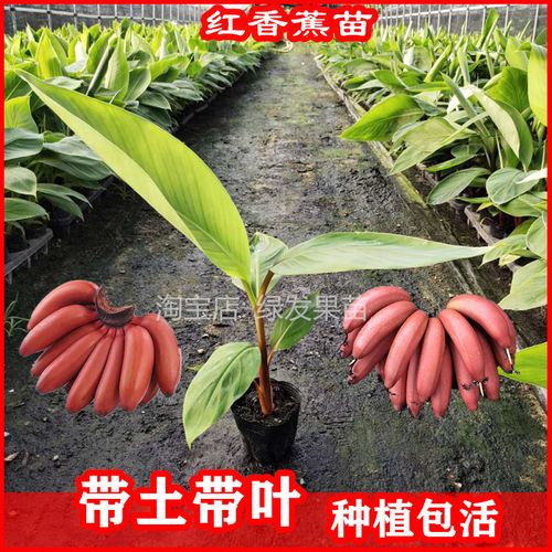 > 新品种果树苗