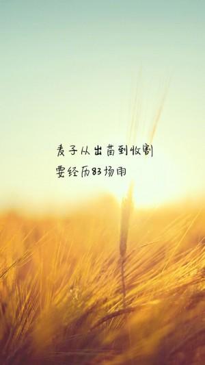 清新治愈系励志文字壁纸图片